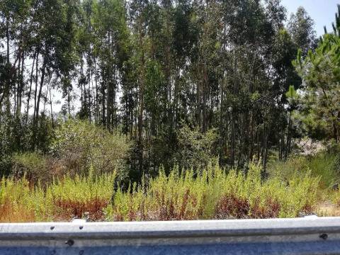 Terreno com 7801 m2 em Sandim