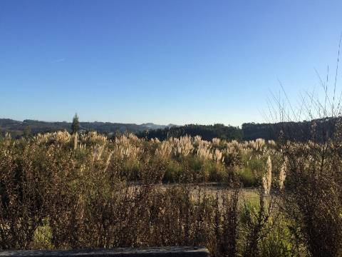 Terreno com 7801 m2 em Sandim