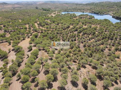 Terreno Rústico  Venda em Vaqueiros,Alcoutim