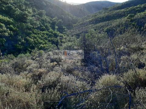 Terreno  Venda em São Barnabé,Almodôvar