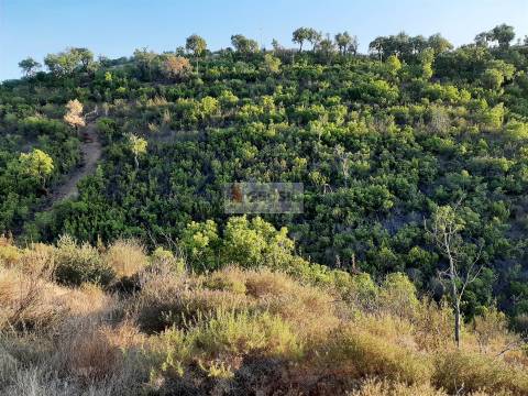Terreno  Venda em São Barnabé,Almodôvar