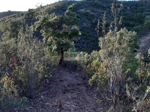 Terreno  Venda em São Barnabé,Almodôvar