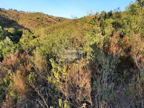 Terreno  Venda em São Barnabé,Almodôvar