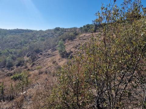 Terreno Rústico  Venda em São Barnabé,Almodôvar