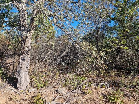 Terreno Rústico  Venda em São Barnabé,Almodôvar