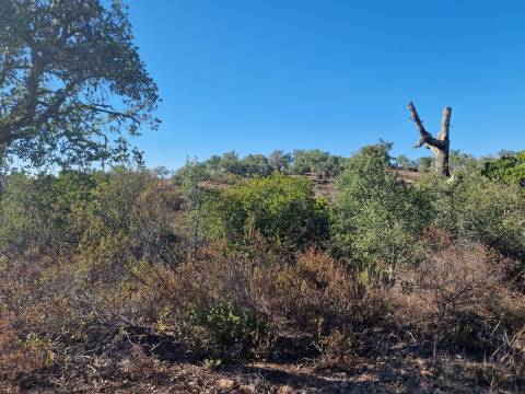 Terreno Rústico  Venda em São Barnabé,Almodôvar