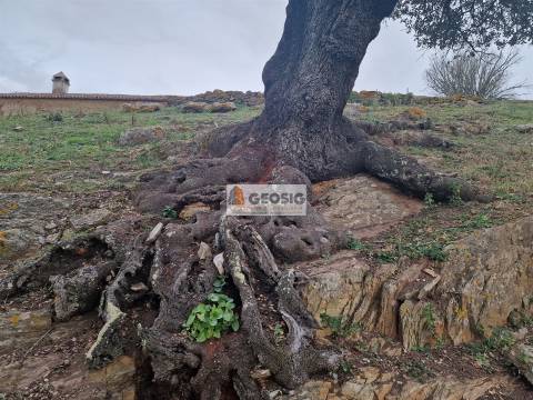 Moradia Geminada T3 Venda em Ourique,Ourique