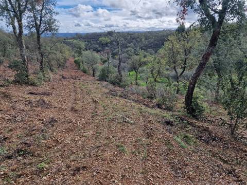 Terreno  Venda em Santa Cruz,Almodôvar