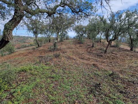 Terreno  Venda em Santa Cruz,Almodôvar