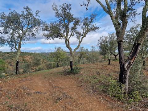 Terreno  Venda em Santa Cruz,Almodôvar