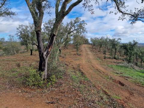 Terreno  Venda em Santa Cruz,Almodôvar