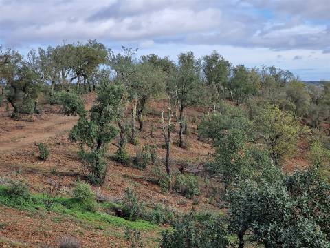 Terreno  Venda em Santa Cruz,Almodôvar