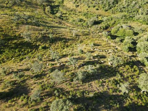 Terreno Rústico  Venda em Ourique,Ourique