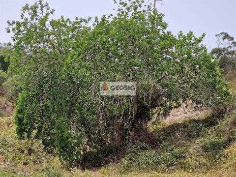 Herdade T3 Venda em São Martinho das Amoreiras,Odemira