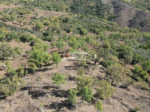Terreno Rústico  Venda em Almodôvar e Graça dos Padrões,Almodôvar