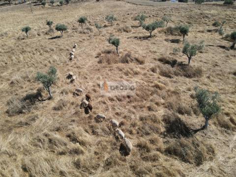 Quintinha T4 Venda em Ourique,Ourique