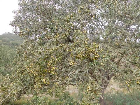 Quinta T1 Venda em Santa Clara-a-Nova e Gomes Aires,Almodôvar