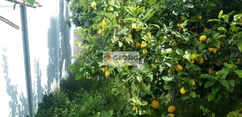 Terreno Para Construção  Venda em Almodôvar e Graça dos Padrões,Almodôvar