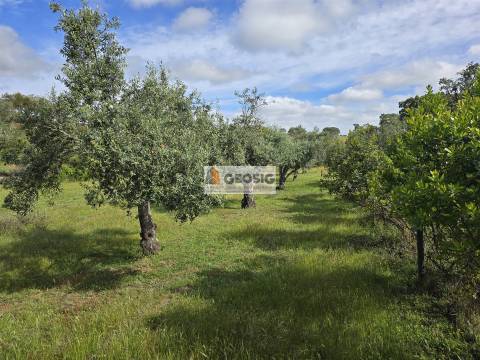 Quintinha T1 Venda em Almodôvar e Graça dos Padrões,Almodôvar