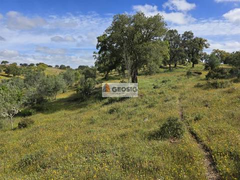 Quintinha T1 Venda em Almodôvar e Graça dos Padrões,Almodôvar
