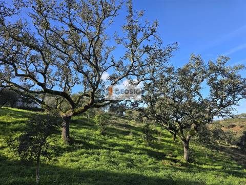 Quintinha T2+1 Venda em Santa Clara-a-Nova e Gomes Aires,Almodôvar