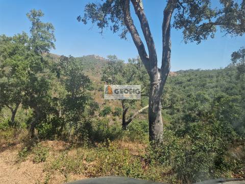 Terreno Rústico  Venda em Santana da Serra,Ourique