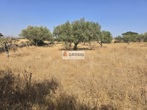 Terreno Rústico  Venda em Santa Cruz,Almodôvar