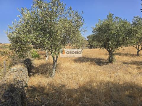 Terreno Rústico  Venda em Santa Cruz,Almodôvar