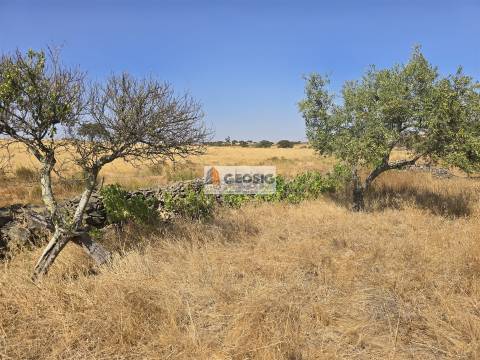 Terreno Rústico  Venda em Santa Cruz,Almodôvar