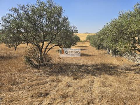 Terreno Rústico  Venda em Santa Cruz,Almodôvar