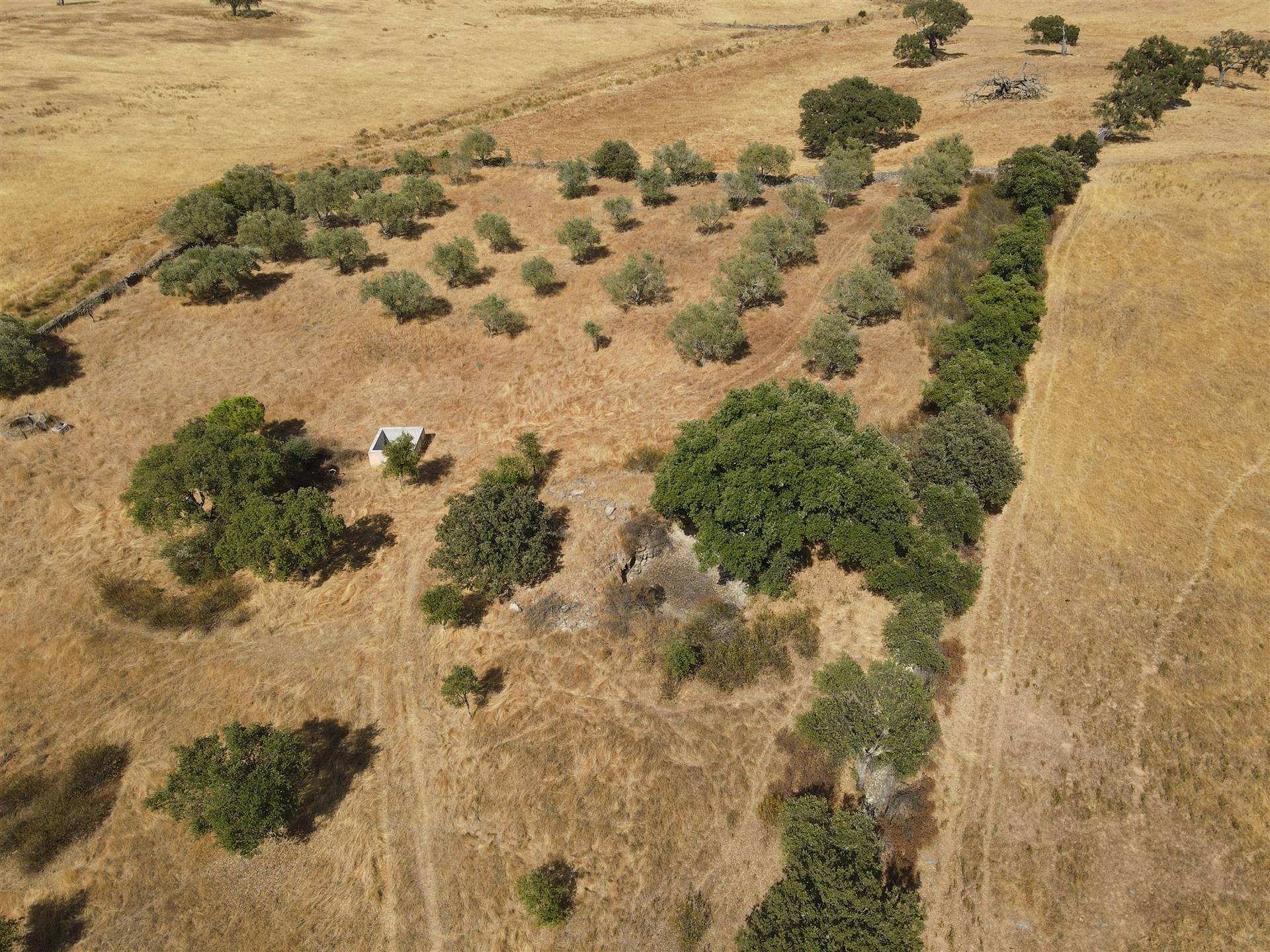 Terreno Rústico  Venda em Santa Cruz,Almodôvar