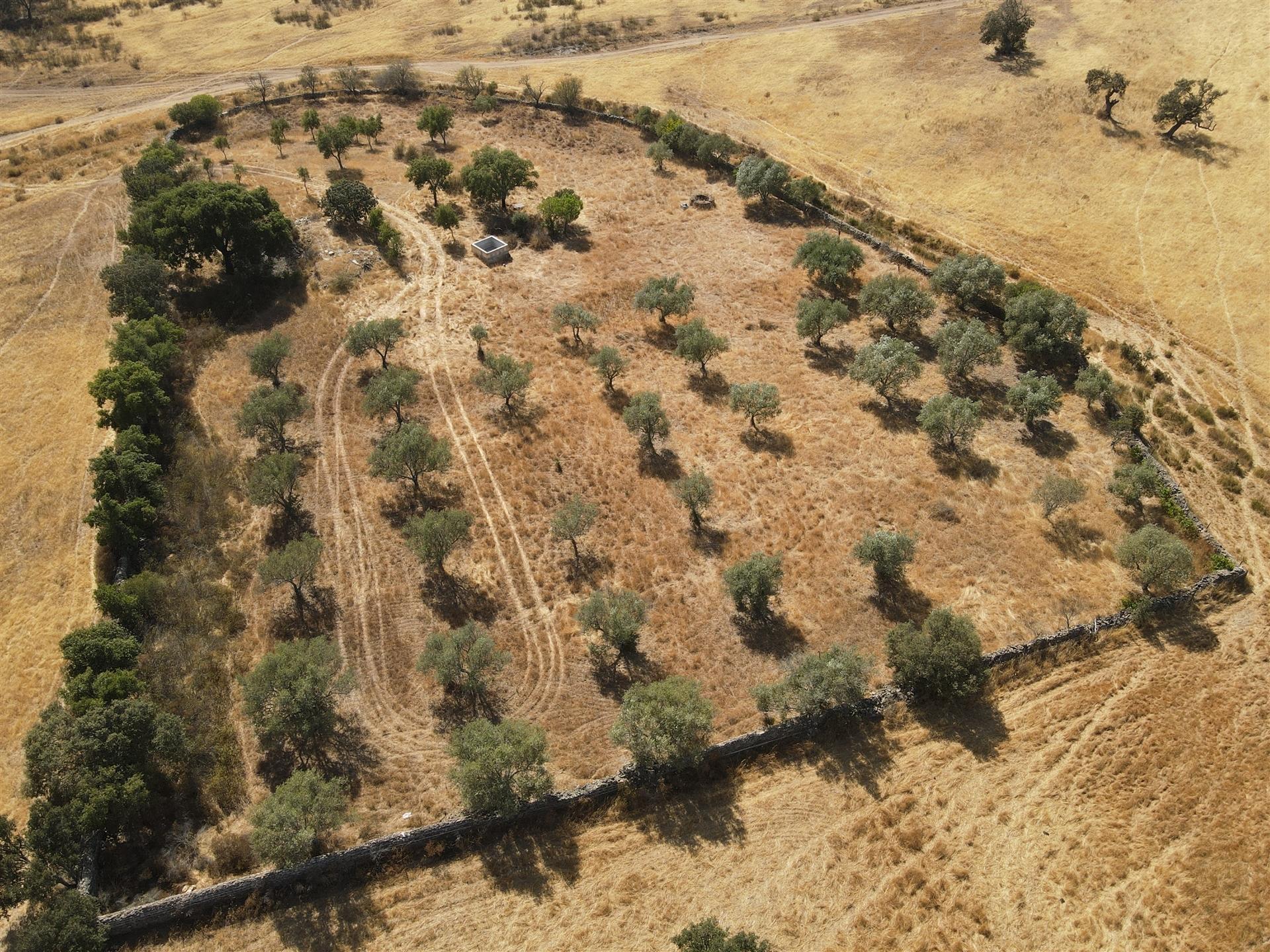 Terreno Rústico  Venda em Santa Cruz,Almodôvar