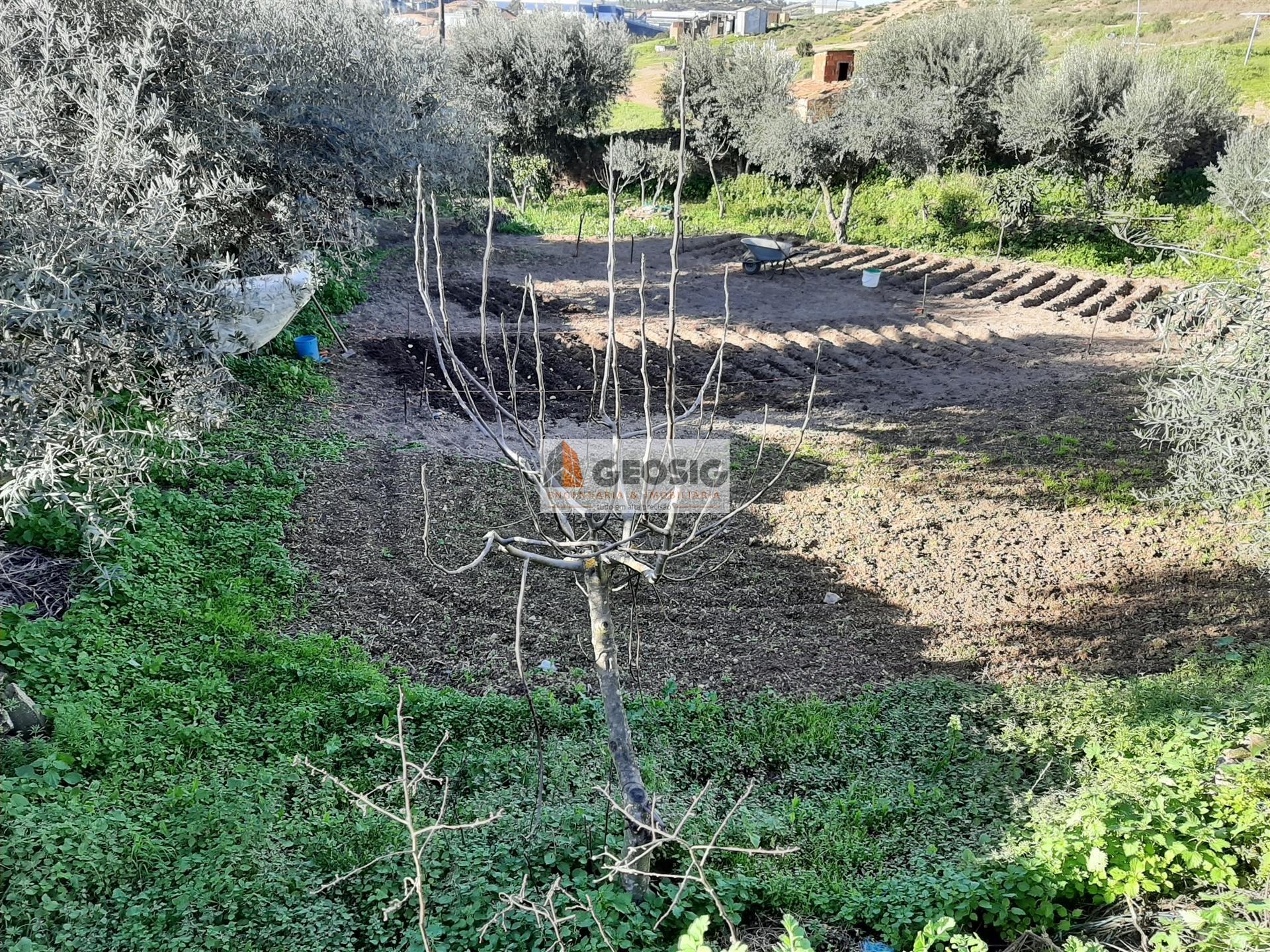 Terreno  Venda em Almodôvar e Graça dos Padrões,Almodôvar