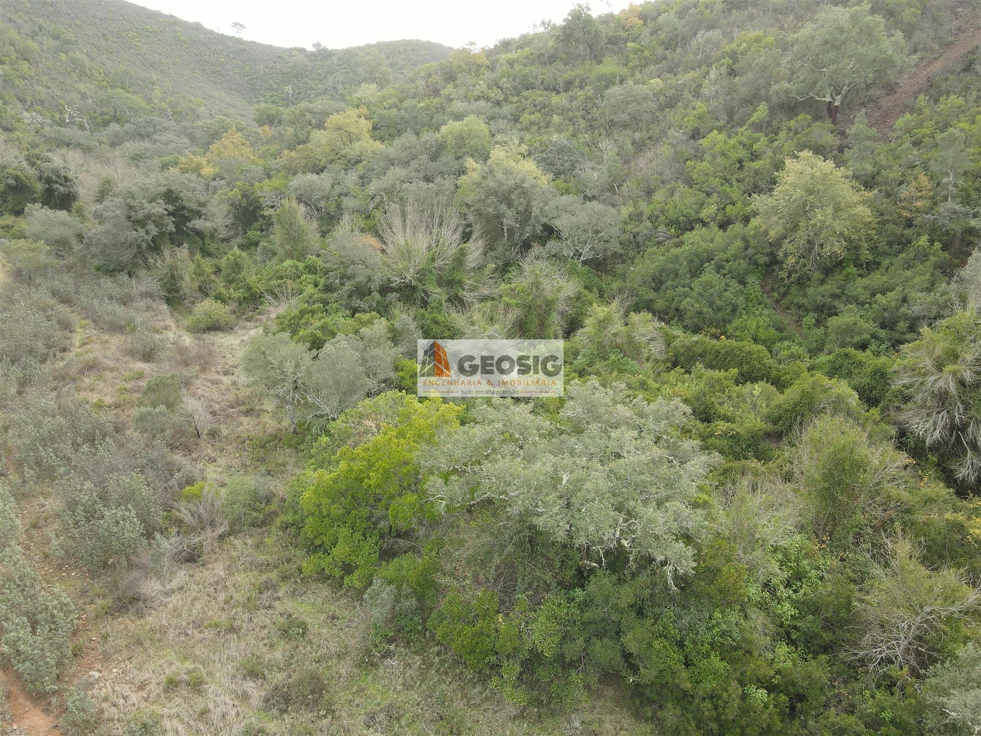 Terreno Rústico  Venda em São Barnabé,Almodôvar