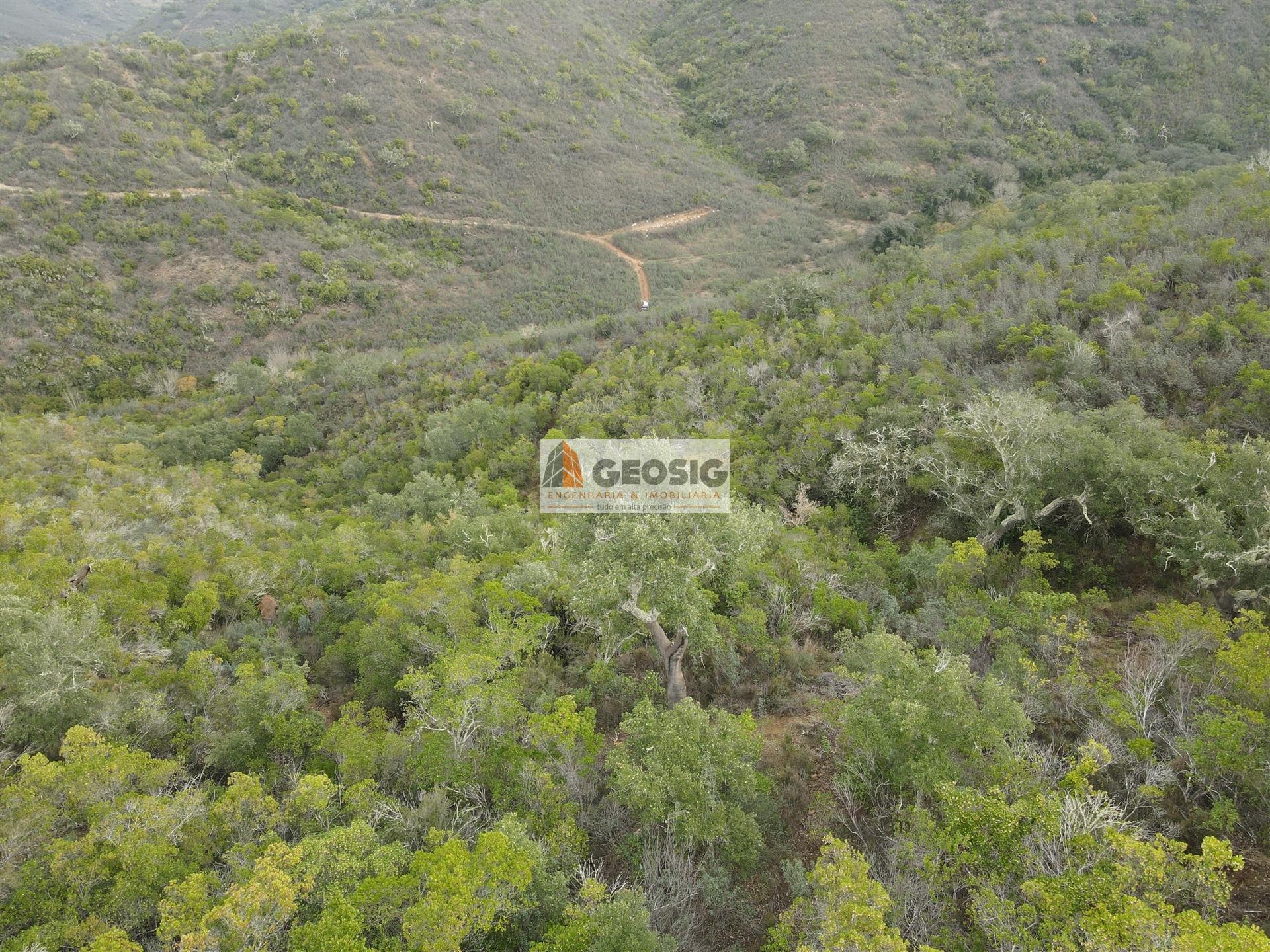 Terreno Rústico  Venda em São Barnabé,Almodôvar