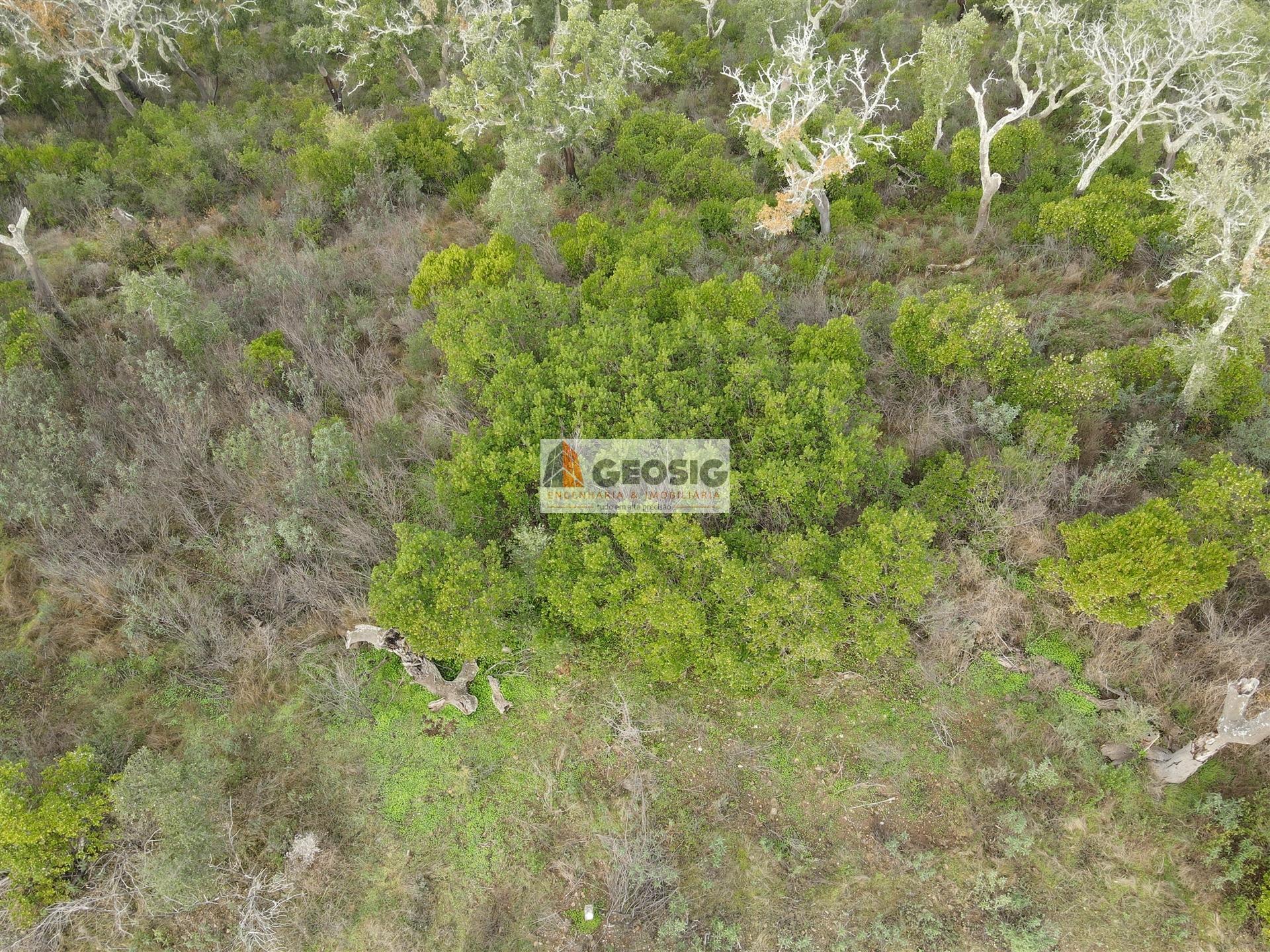 Terreno Rústico  Venda em São Barnabé,Almodôvar