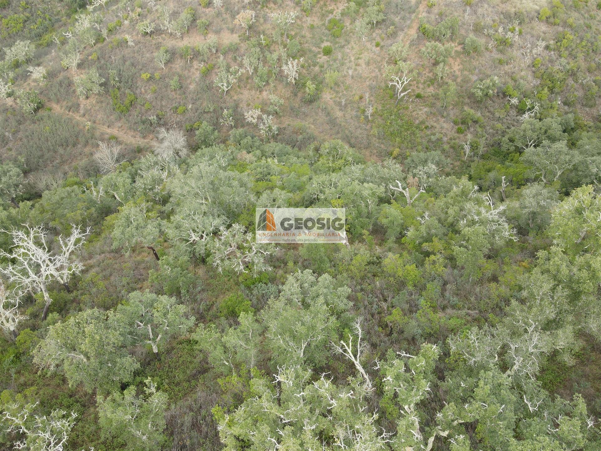 Terreno Rústico  Venda em São Barnabé,Almodôvar