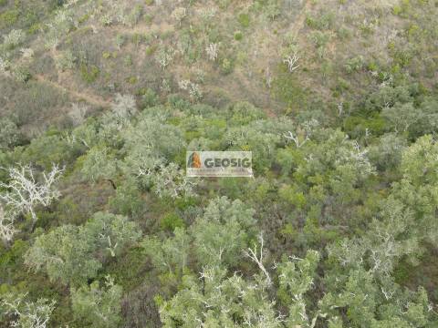 Terreno Rústico  Venda em São Barnabé,Almodôvar