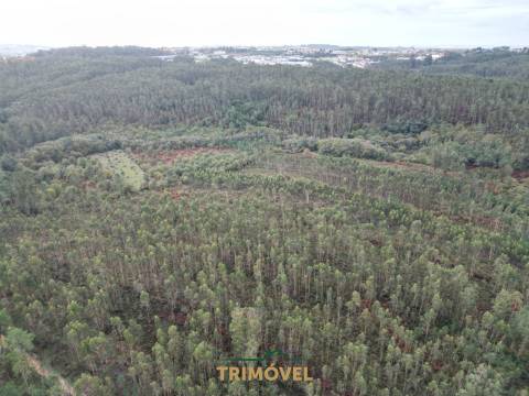 Terreno Rústico  Venda em Milheirós de Poiares,Santa Maria da Feira