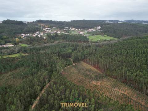 Terreno Rústico  Venda em Milheirós de Poiares,Santa Maria da Feira