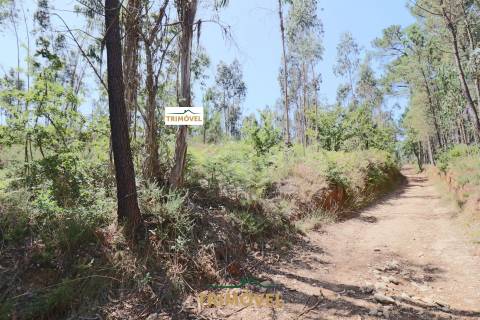 Terreno Rústico  Venda em Milheirós de Poiares,Santa Maria da Feira