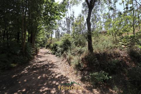 Terreno Rústico  Venda em Milheirós de Poiares,Santa Maria da Feira