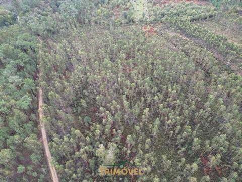 Terreno Rústico  Venda em Milheirós de Poiares,Santa Maria da Feira