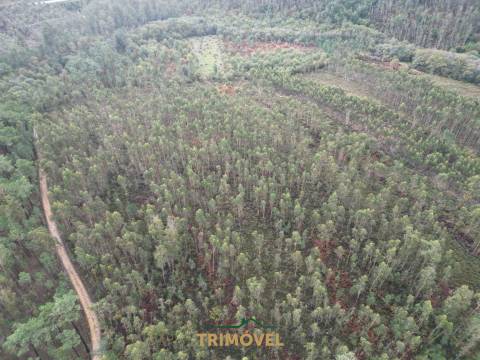 Terreno Rústico  Venda em Milheirós de Poiares,Santa Maria da Feira
