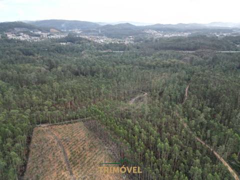 Terreno Rústico  Venda em Milheirós de Poiares,Santa Maria da Feira
