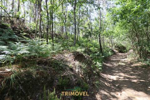 Terreno Rústico  Venda em Milheirós de Poiares,Santa Maria da Feira