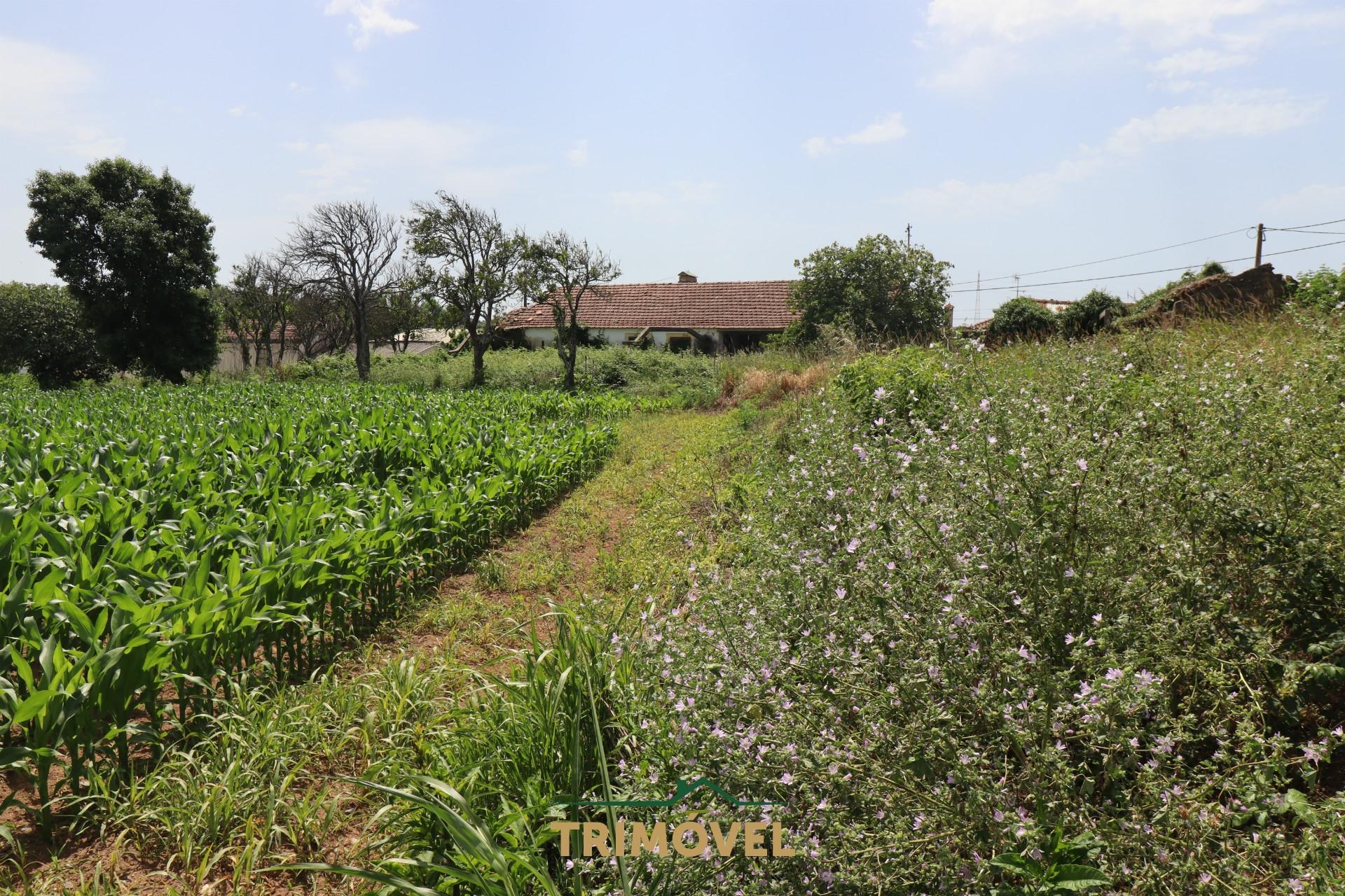 Terreno urbano com moradia antiga em Válega, Ovar
