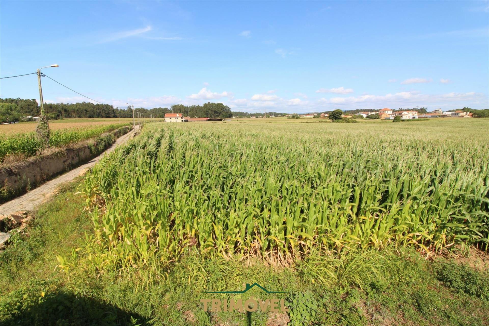 Terreno urbano com moradia antiga em Válega, Ovar