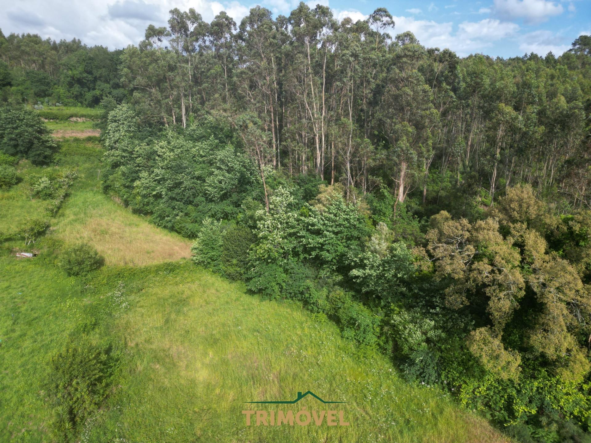 Terreno Rústico  Venda em Pinheiro da Bemposta, Travanca e Palmaz,Oliveira de Azeméis