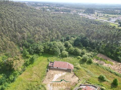 Terreno Rústico  Venda em Pinheiro da Bemposta, Travanca e Palmaz,Oliveira de Azeméis